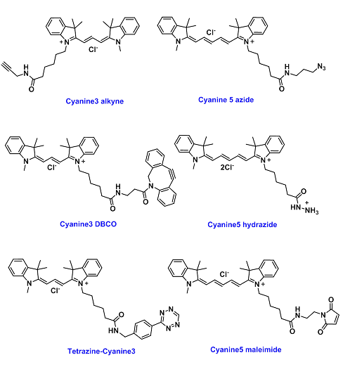 Clickable Cyanine Dyes